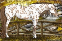 Horse Color:Black Pearl Sabino Near Leopard Rabicano