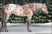 Horse Color:Brown Appaloosa and Brown Dun Appaloosa