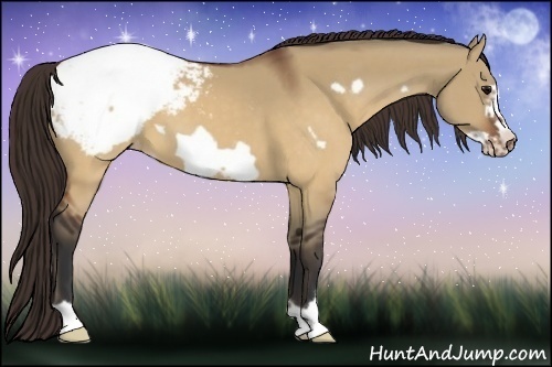 Horse Color:Brown Dun Frame Appaloosa 