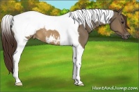 Horse Color:Brown Dun Tobiano Snowcap