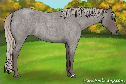 Horse Color:Silver Blue Roan 