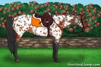 Horse Color:Brown Appaloosa  and Brown Appaloosa 