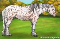 Horse Color:Brown Roan Blanket and Silver Brown Roan Blanket
