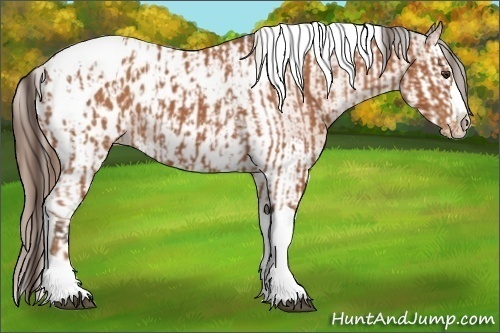 Horse Color:Bay Splash Tobiano Appaloosa  and Bay Splash Tobiano Appaloosa 