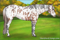 Horse Color:Brown Appaloosa and Gray Brown Appaloosa