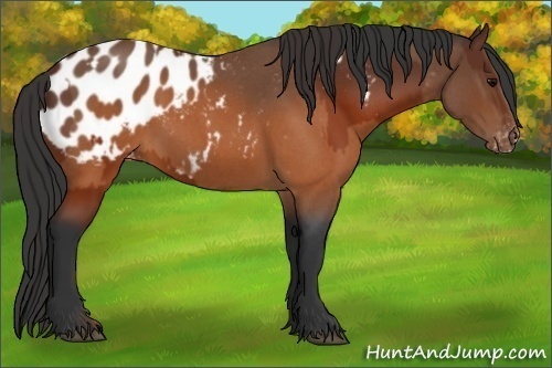 Horse Color:Brown Appaloosa and Brown Roan Appaloosa