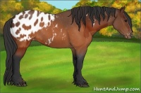 Horse Color:Brown Appaloosa  and Brown Roan Appaloosa 