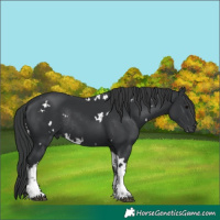 Horse Color:White Spotted Black Rabicano 