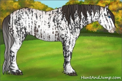 Horse Color:Brown Splash and White Spotted Bay Splash