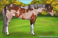 Horse Color:Brown Appaloosa  and Brown Appaloosa 