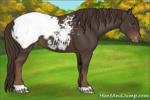Horse Color:Liver Chestnut Appaloosa 