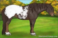 Horse Color:Liver Chestnut Appaloosa 