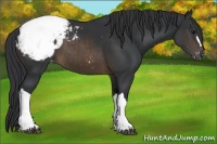 Horse Color:Brown Appaloosa 