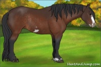 Horse Color:Brown Frame Rabicano 