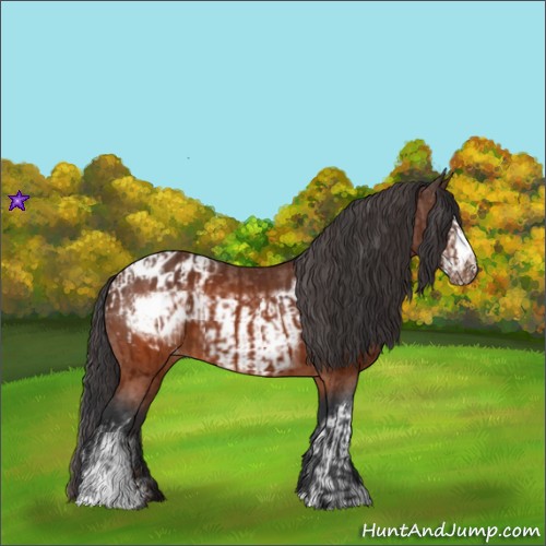 Horse Color:Brown Appaloosa  and Brown Frame Appaloosa 