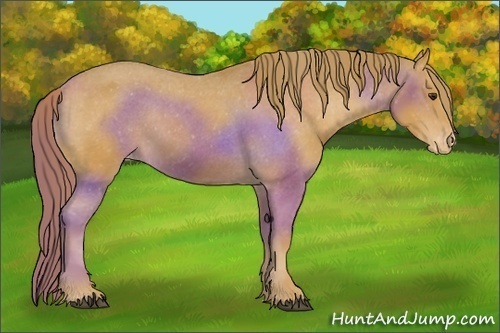 Horse Color:Chestnut Appaloosa 