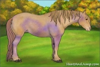 Horse Color:Chestnut Varnish