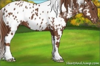 Horse Color:White Spotted Chestnut Appaloosa 
