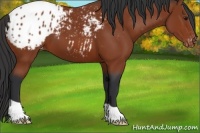 Horse Color:Bay Appaloosa 