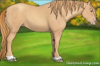 Horse Color:Gold Champagne 