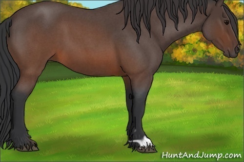 Horse Color:Brown Roan 