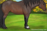 Horse Color:Brown Roan 