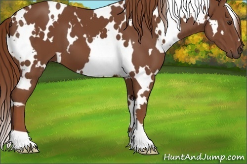 Horse Color:White Spotted Chestnut
