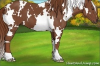 Horse Color:White Spotted Chestnut