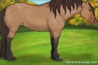 Horse Color:Bay Dun Varnish 