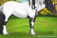 Horse Color:White Spotted Black Snowcap 