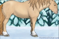 Horse Color:Gold Champagne Roan