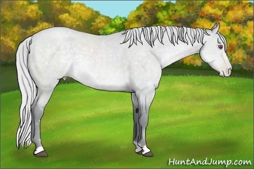 Horse Color:Silver Blue Chinchilla Roan Pearl Rabicano