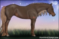 Horse Color:Liver Chestnut 