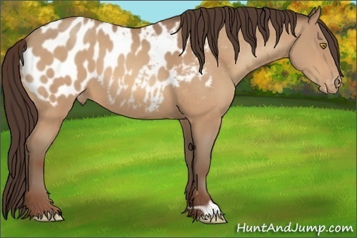 Horse Color:Amber Champagne Appaloosa 