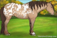 Horse Color:Amber Champagne Appaloosa 