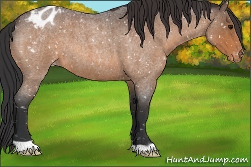 Horse Color:Brown Roan Appaloosa 