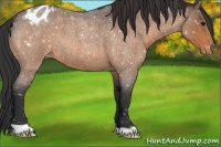 Horse Color:Brown Roan Appaloosa