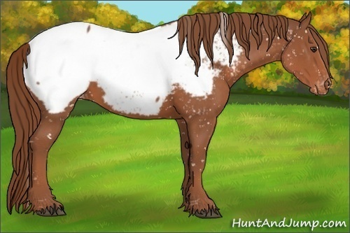 Horse Color:Chestnut Appaloosa 