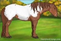 Horse Color:Chestnut Appaloosa 