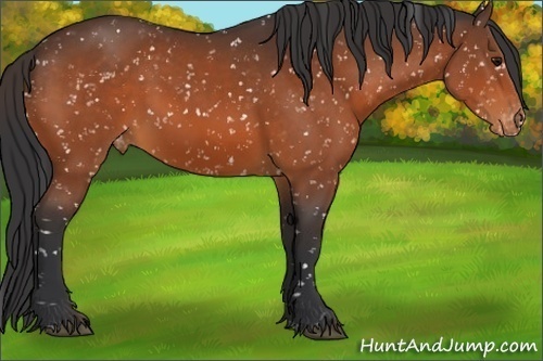 Horse Color:Bay Appaloosa 