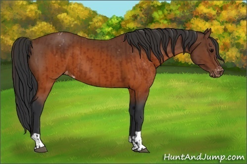 Horse Color:Brown Appaloosa and Brown Appaloosa