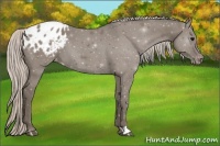 Horse Color:Silver Grullo Appaloosa 