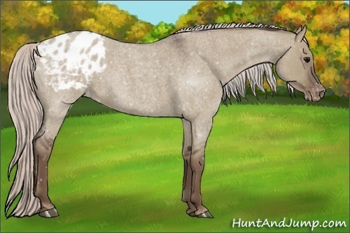 Horse Color:Silver Grullo Roan Appaloosa 