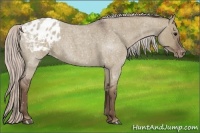 Horse Color:Silver Grullo Roan Appaloosa