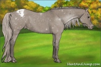 Horse Color:Silver Grullo Appaloosa 