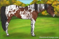 Horse Color:Brown Blanket  and Brown Tobiano Blanket 