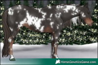 Horse Color:White Spotted Liver Chestnut 