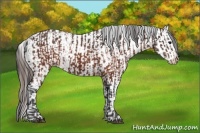 Horse Color:Brown Appaloosa  and Brown Appaloosa 
