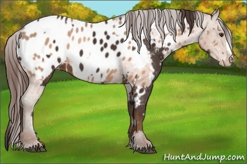 Horse Color:Liver Chestnut Appaloosa  and Sable Champagne Appaloosa 