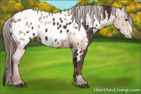 Horse Color:Liver Chestnut Appaloosa  and Sable Champagne Appaloosa 